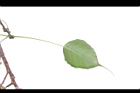 菩提樹-葉背10.JPG