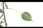 菩提樹-葉背12.JPG