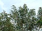 菩提樹10.JPG