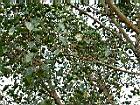 菩提樹17.JPG