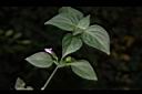 狗肝菜11.JPG
