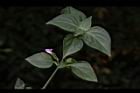 狗肝菜10.JPG