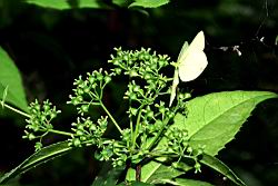 華八仙-實05.JPG