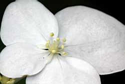 華八仙-不孕花10.jpg