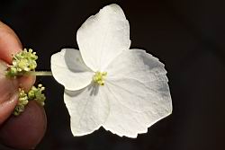 華八仙-不孕花11.JPG