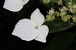 狹瓣八仙花-不孕花1.JPG