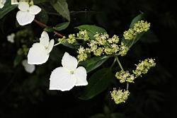 狹瓣八仙花29.JPG