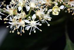 華八仙-兩性花11.jpg