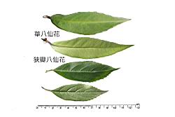 華八仙-葉13.JPG