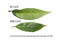 華八仙-葉17.JPG