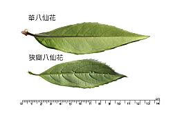 華八仙-葉背00.JPG