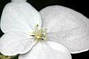 華八仙-不孕花10.jpg