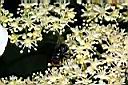 華八仙-兩性花02.jpg