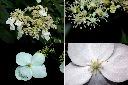 華八仙-花1.jpg