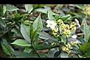 華八仙-花11.jpg