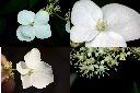 華八仙-花2.jpg