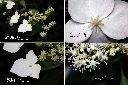 華八仙-花3.jpg