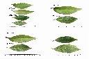 華八仙-葉1.jpg