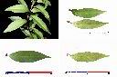 華八仙-葉2.jpg
