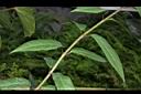 華八仙-葉序01.JPG