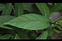 華八仙-葉正00.JPG