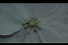 華八仙-不孕花01.JPG