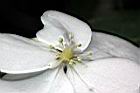 華八仙-不孕花02.jpg