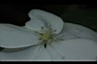 華八仙-不孕花03.JPG