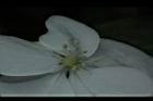 華八仙-不孕花05.JPG