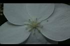 華八仙-不孕花07.JPG