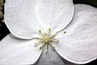 華八仙-不孕花08.jpg
