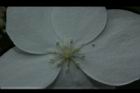 華八仙-不孕花09.JPG