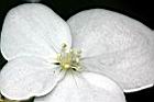華八仙-不孕花12.jpg