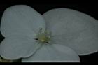 華八仙-不孕花13.JPG