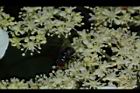 華八仙-兩性花01.JPG