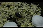 華八仙-兩性花06.JPG
