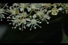 華八仙-兩性花12.JPG