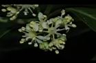 華八仙-兩性花13.JPG