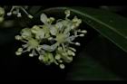 華八仙-兩性花15.JPG