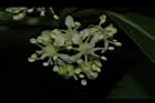 華八仙-兩性花16.JPG