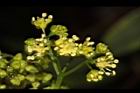 華八仙-兩性花18.JPG