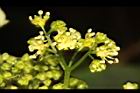華八仙-兩性花19.JPG