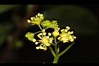 華八仙-兩性花20.JPG