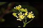 華八仙-兩性花21.JPG
