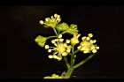 華八仙-兩性花22.JPG