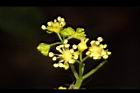 華八仙-兩性花23.JPG