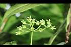 華八仙-實08.JPG