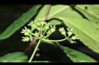 華八仙-實10.JPG