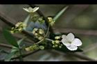華八仙-花01.jpg