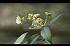 華八仙-花05.jpg